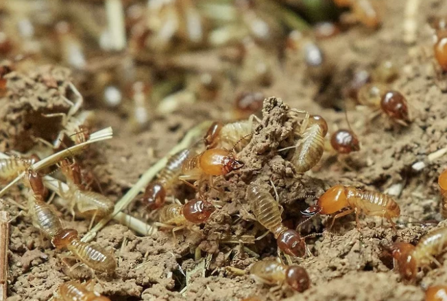 Pentingnya Jasa Anti Rayap untuk Perlindungan Bangunan